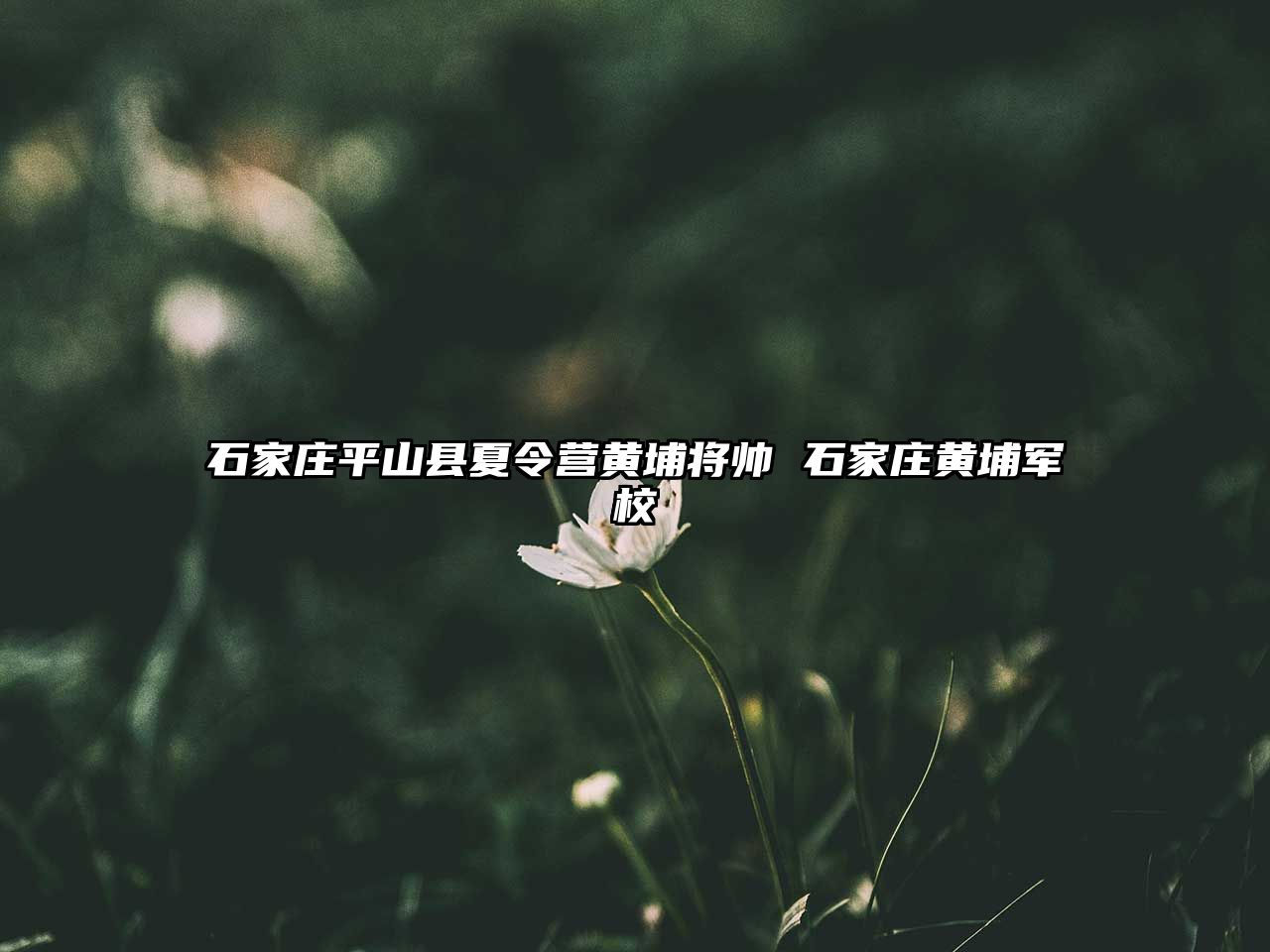 石家莊平山縣夏令營黃埔將帥 石家莊黃埔軍校